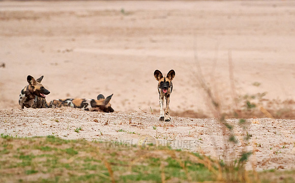 pack of African wild dog or painted dog at Luangwa River