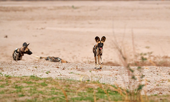 pack of African wild dog or painted dog at Luangwa River