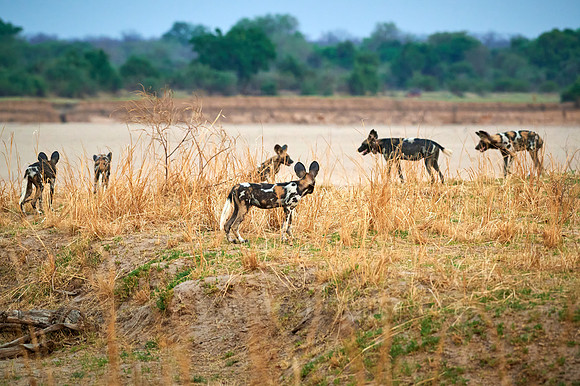 pack of African wild dog (Lycaon pictus) or painted dog