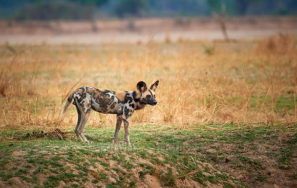 African wild dog (Lycaon pictus)