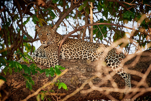 Leopard (Panthera pardus) lying in a tree