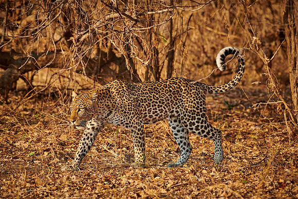 walking Leopard (Panthera pardus)