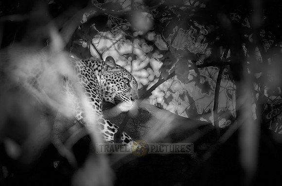 Leopard (Panthera pardus) lying in a tree