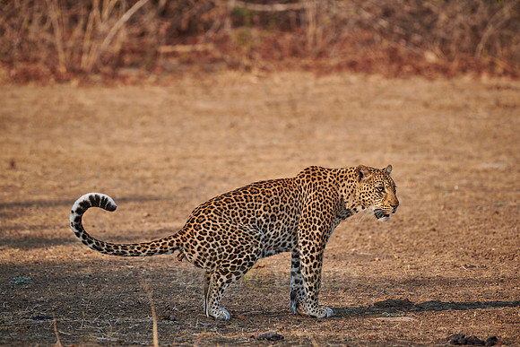 Leopard (Panthera pardus) during morning toilet