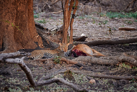 Leopard (Panthera pardus) with prey