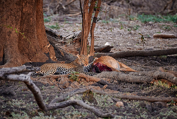 Leopard (Panthera pardus) with prey