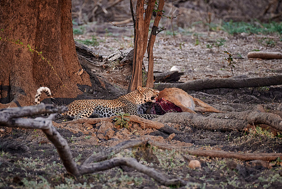 Leopard (Panthera pardus) with prey