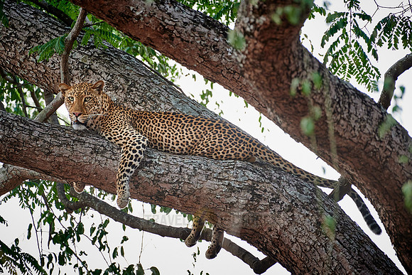 Leopard (Panthera pardus) lying in a tree