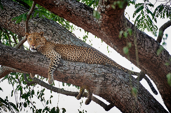 Leopard (Panthera pardus) lying in a tree