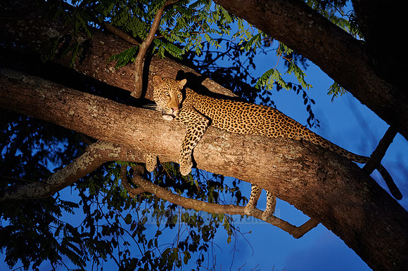 Leopard (Panthera pardus) lying in a tree, illuminated at dawn