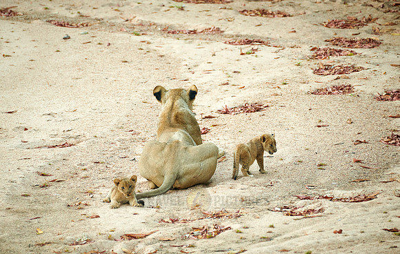 lioness with newborn cubs
