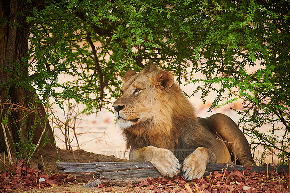 huge male lion (Panthera leo)