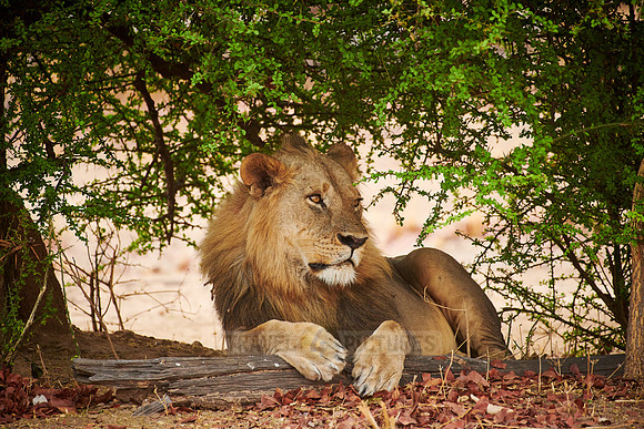 huge male lion (Panthera leo)