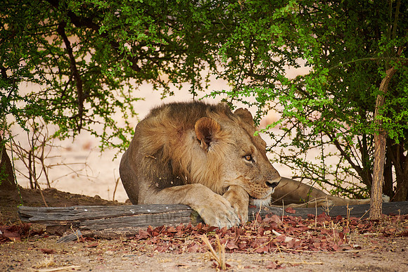 sleepy lion (Panthera leo)