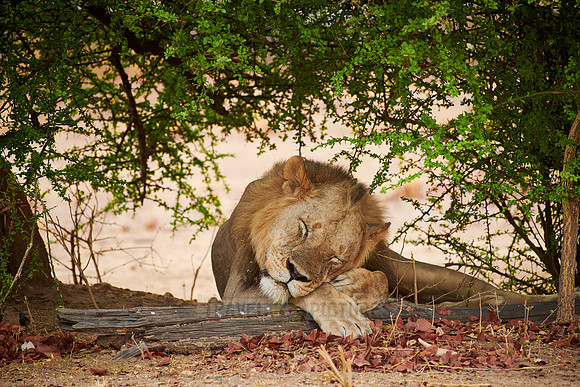 sleepy lion (Panthera leo)