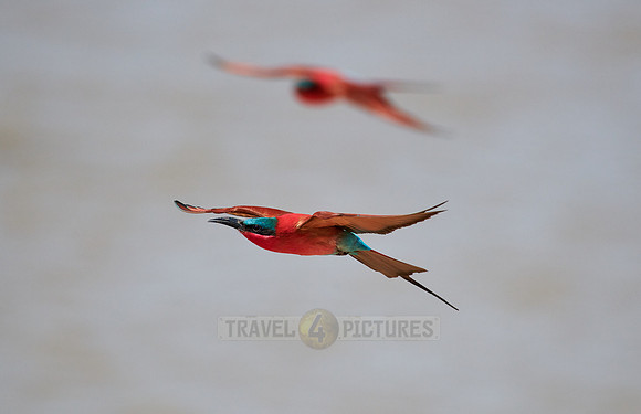 flying southern carmine bee-eater (Merops nubicoides)