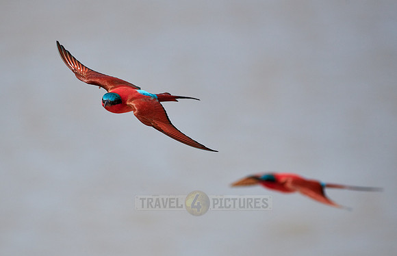 flying southern carmine bee-eater (Merops nubicoides)