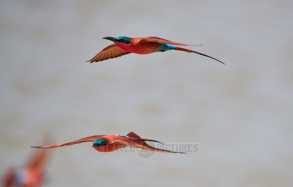 flying southern carmine bee-eater (Merops nubicoides)