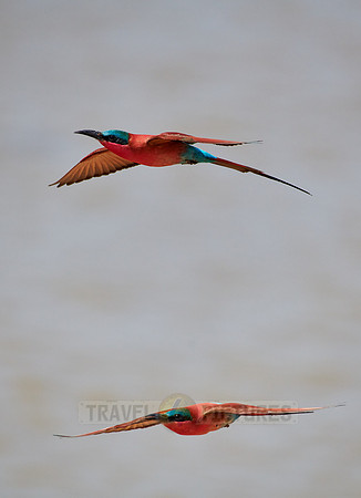 flying southern carmine bee-eater (Merops nubicoides)