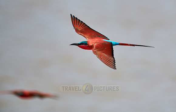 flying southern carmine bee-eater (Merops nubicoides)