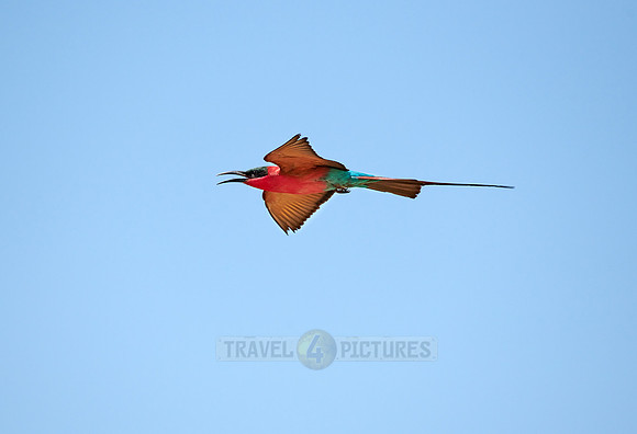 flying southern carmine bee-eater (Merops nubicoides)