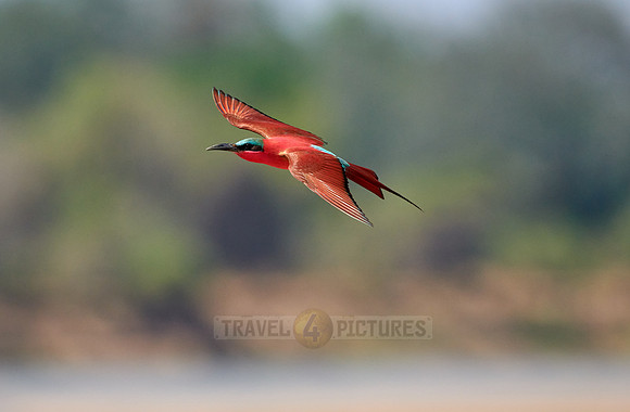 flying southern carmine bee-eater (Merops nubicoides)