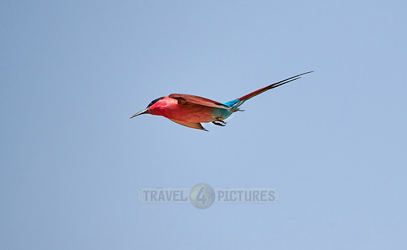flying southern carmine bee-eater (Merops nubicoides)