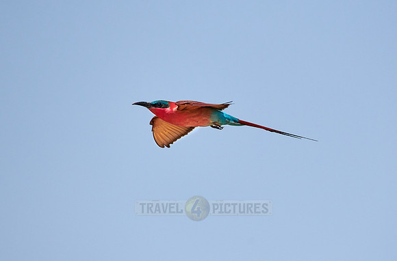 flying southern carmine bee-eater (Merops nubicoides)