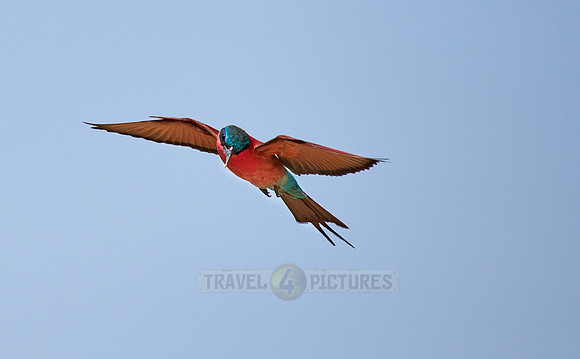 flying southern carmine bee-eater (Merops nubicoides)