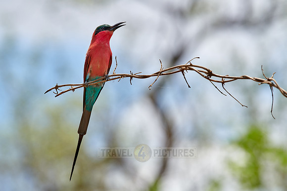 southern carmine bee-eater (Merops nubicoides)