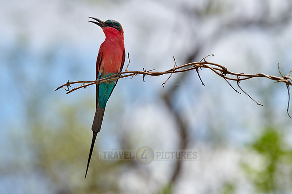 southern carmine bee-eater (Merops nubicoides)