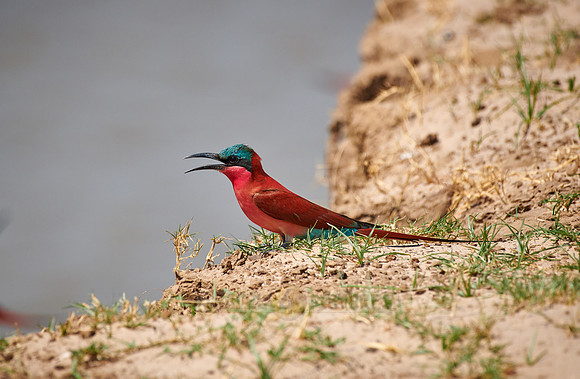 southern carmine bee-eater (Merops nubicoides)