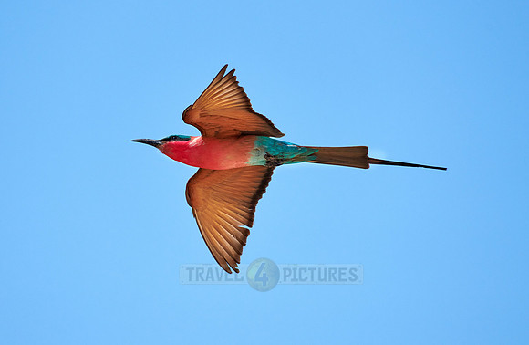 flying southern carmine bee-eater (Merops nubicoides)