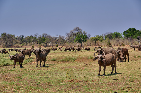 herd of African buffalo or Cape buffalo