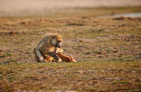 yellow baboon (Papio cynocephalus) killed and feeds on a Puku carcass