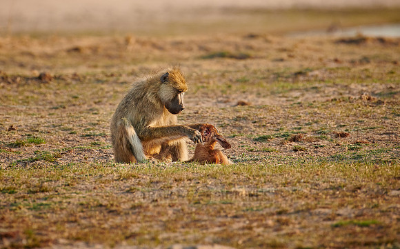 yellow baboon (Papio cynocephalus) killed and feeds on a Puku carcass