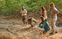 group of tourists on walking safari in South Luangwa National Park watching an ant road