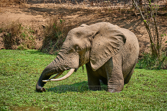 huge male African elephant in waterhole
