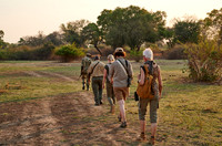 group of tourists on walking safari in South Luangwa National Park