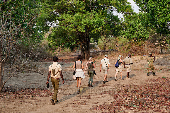 group of tourists on walking safari in South Luangwa National Park