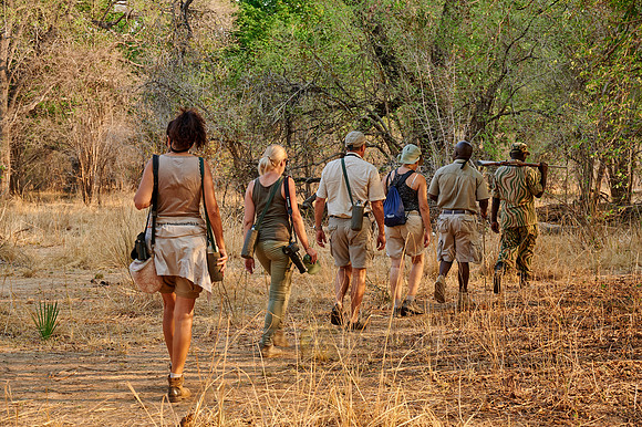group of tourists on walking safari in South Luangwa National Park