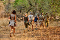 group of tourists on walking safari in South Luangwa National Park