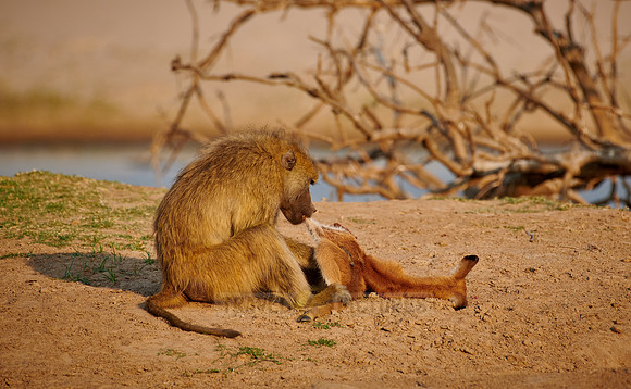 yellow baboon (Papio cynocephalus) killed and feeds on a Puku carcass