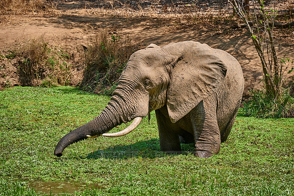 huge male African elephant in waterhole
