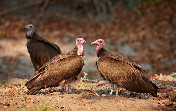 two hooded vulture (Necrosyrtes monachus)