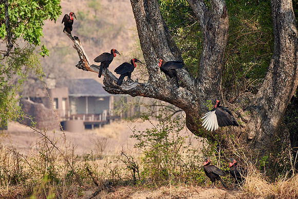 seven southern ground hornbill (Bucorvus leadbeateri)