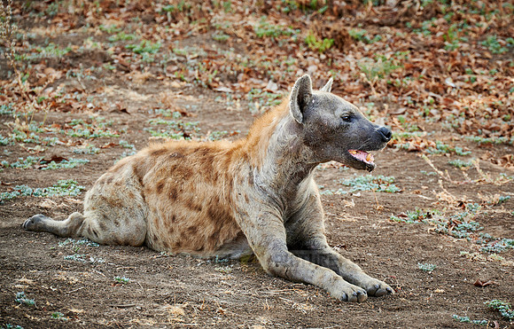 lying spotted hyena (Crocuta crocuta)