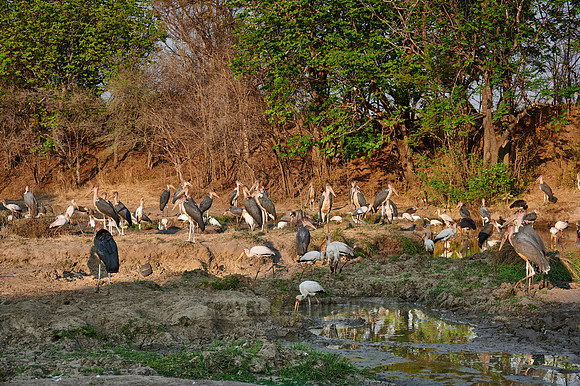various stork birds, Marabou stork Yellow-billed stork