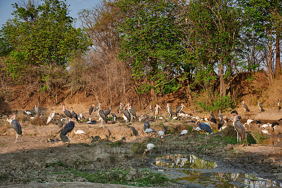 various stork birds, Marabou stork Yellow-billed stork