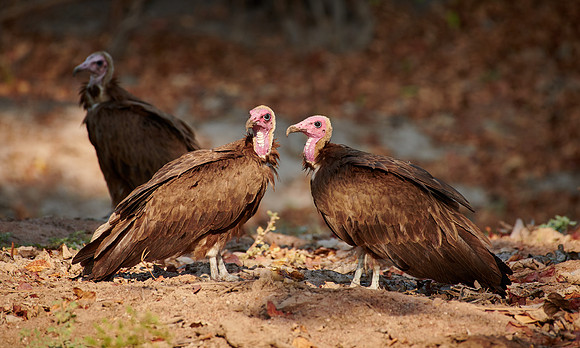 two hooded vulture (Necrosyrtes monachus)